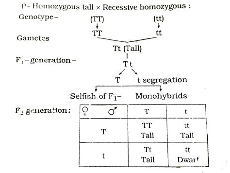 Homozygous Recessive