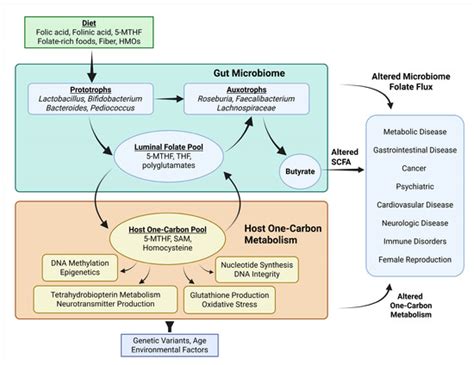 A Systematic Review of Folate and the Human Enteric Microbiome ...