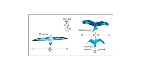 Q2: Find the ratio of the wingspan of a Golden eagle to the wingspan of ...