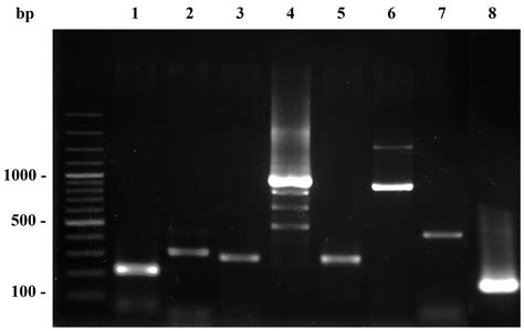 Molecular Characterization of Staphylococcus aureus Complex Isolated ...
