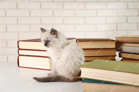 Premium Photo | Cute little cat with books on light background