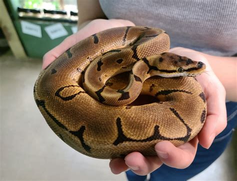 Image result for Leopard Yankie Ball Python