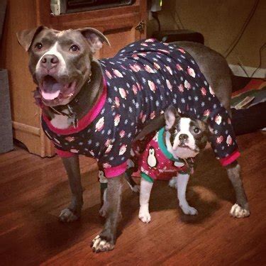 15 Sleepy Dogs Wearing Onesies Who Are Ready For Bed | Cuteness