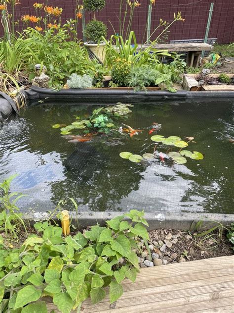 smartpond Liquid Chlorine remover 16 Ounce(s) in the Pond Cleaners ...