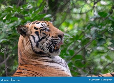 Royal Bengal Tiger Side Profile Head Shot Stock Photo - Image of ...