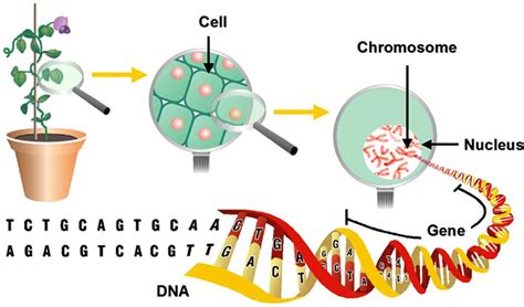 Genetic Modification 的图像结果
