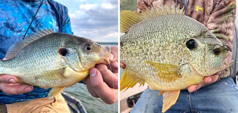 Image result for How to Catch Shellcrackers