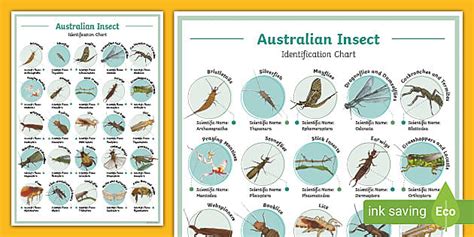 Image result for Printable Insect Identification Chart
