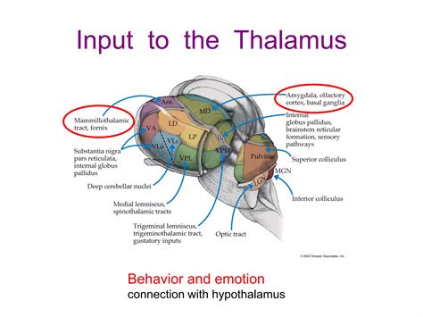 Thalamus and Hypothalamus.pdf