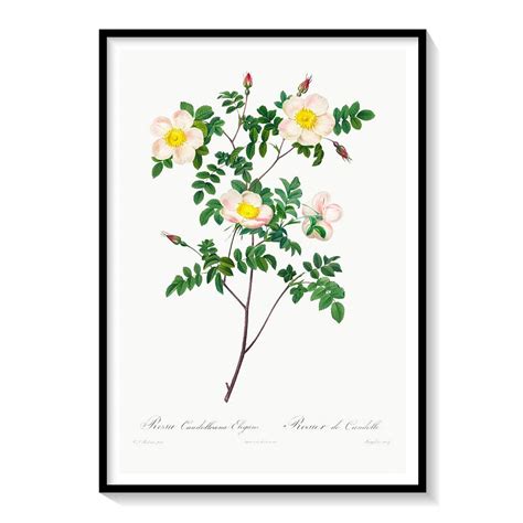 Rosa Candolleana Elegans by Pierre Joseph Redoute: Buy Flower Paintings ...