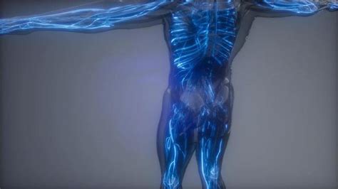 Animated Human Body 的图像结果