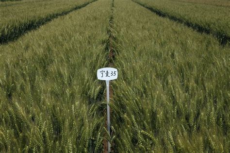 衡6632小麦品种特征特性，附其产量表现 - 农敢网
