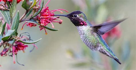 Wildlife in Jamaica - Types of Jamaican Animals - A-Z Animals