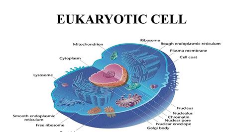 Image result for Crash Course Cell Structure
