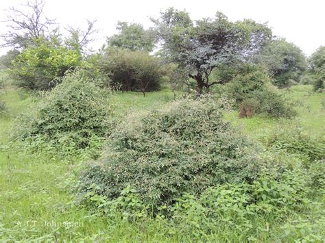 India Flora Online