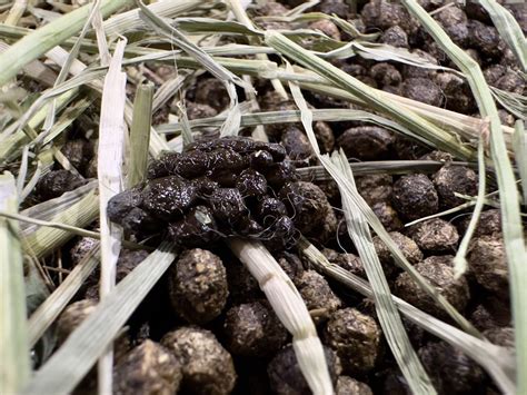 Rabbit Evolution Coin Poop 的图像结果