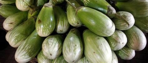 Jalgaon Brinjal of Maharashtra