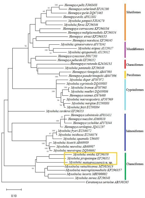 Host–Parasite Interaction and Phylogenetic of a New Cnidarian ...