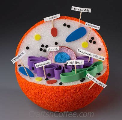 Image result for Styrofoam 3D Cell Model