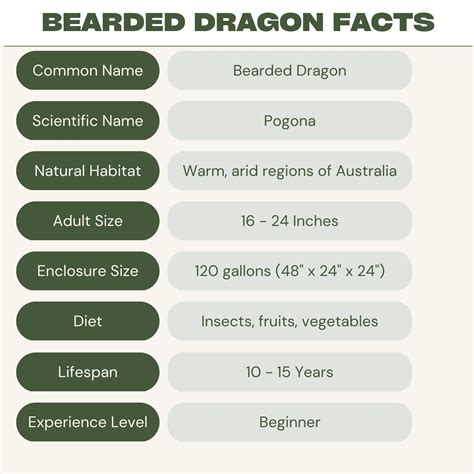 Bearded Dragon Care Guide: Diet, Housing, Facts - Reptile Craze
