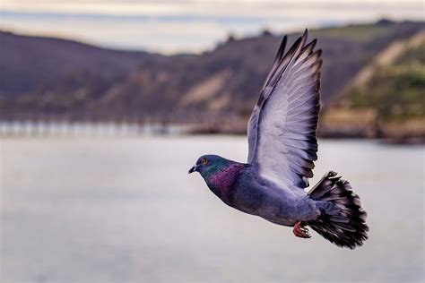 Why Do Pigeons Have Iridescent Feathers? | COMSOL Blog