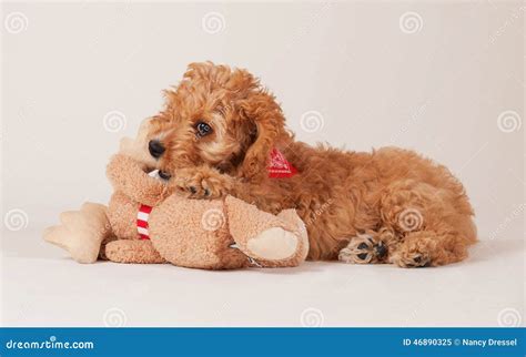 Image result for Cockapoo Tongue