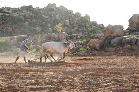 Zero budget natural farming (ZBNF): Why it is not good for India | IDR
