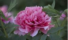 ca fiore peonia il fiore pi 249 amato della primavera casafacile ca fiore peonia il fiore pi 249 amato della primavera casafacile