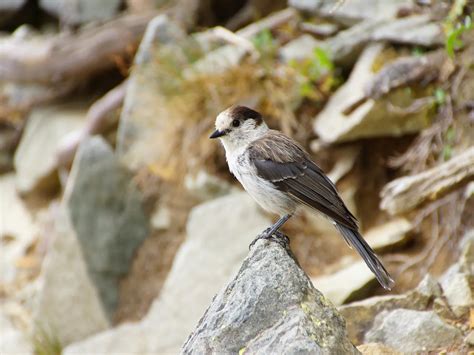 Canada National Bird The Canada Jay: The National Bird Of Canada?: