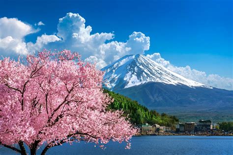 About Cherry Blossom In Japan