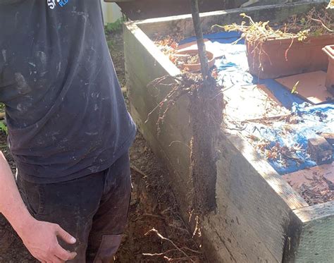 Tree Root Removal Tips 的图像结果