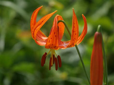 Carlos Avery Wildlife Area - Andy Birkey