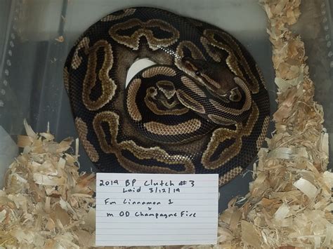 Image result for Ball Python Clutch