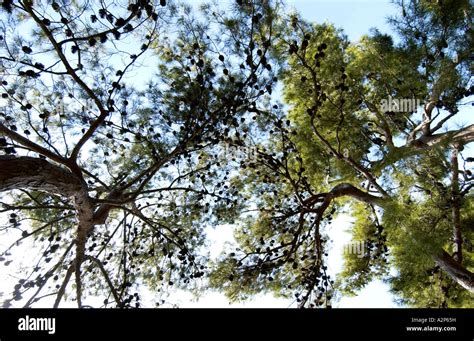 Image result for Tall Tree Tops