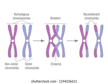 Image result for Chromosome Microarray Test