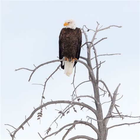 Download wallpaper 2780x2780 eagle, beak, feathers, branch ipad air ...