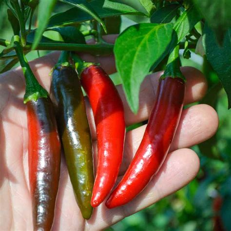 Pepperoncini Heirloom Pepper Seeds | Terroir Seeds