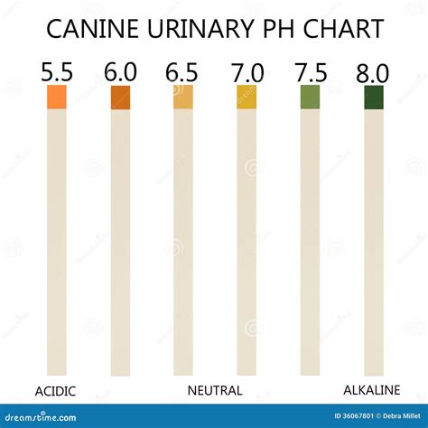 Ph chart stock illustration. Illustration of alkaline - 36067801