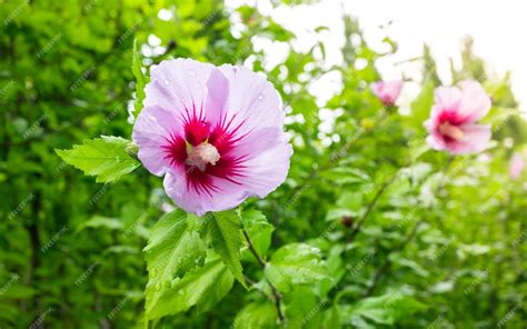 Premium Photo | Korean national flower in the name rose of sharon or ...