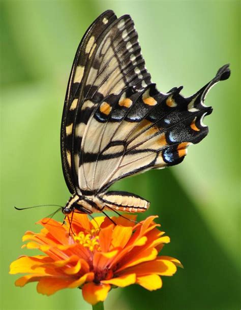 Image result for Buterfly Side View