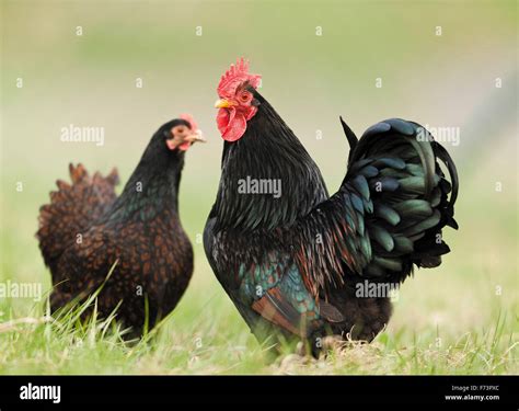 Hen Vs Rooster