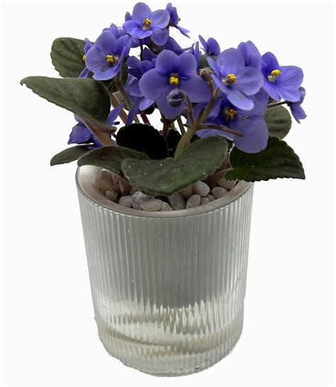 African Violet Pots