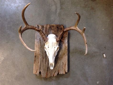 Cool European Deer Mounts