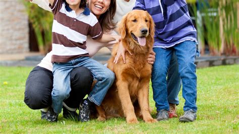 7 Family-Friendly Dog Breeds For Your Perfect Companion - Ethawi.com