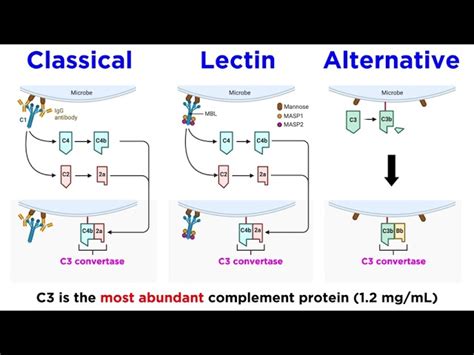 Image result for Complement Pathways