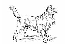 ausmalbilder hunde mischlinge malvorlagen hunde ausmalbilder hunde mischlinge malvorlagen hunde