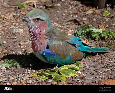 Lilac Breasted Roller (coracias caudatus Stock Photo - Alamy