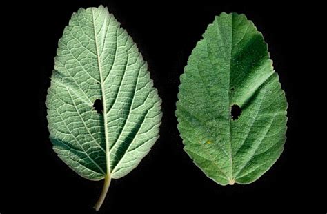 Melhania acuminata Mast. | Plants of the World Online | Kew Science