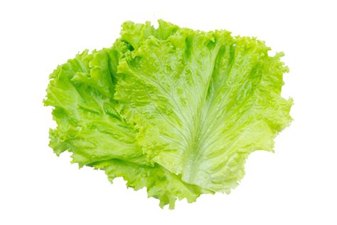 Type Of Lettuce