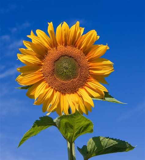 Helianthus annuus - Wikipedia